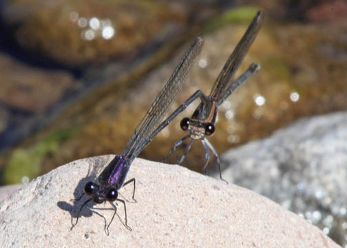Tezpi dancer &ndash; Argia tezpi